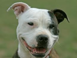 Pit Bull Terrier
